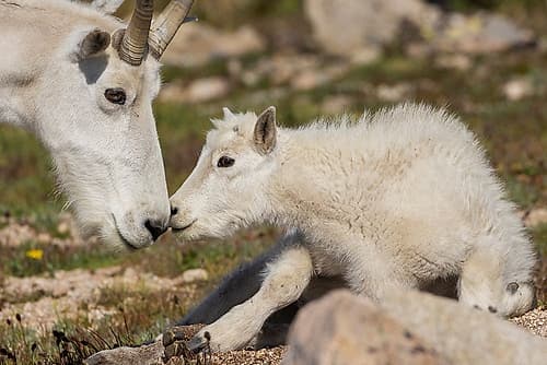 Mountain Goat Adult Greets Youngster Art Print